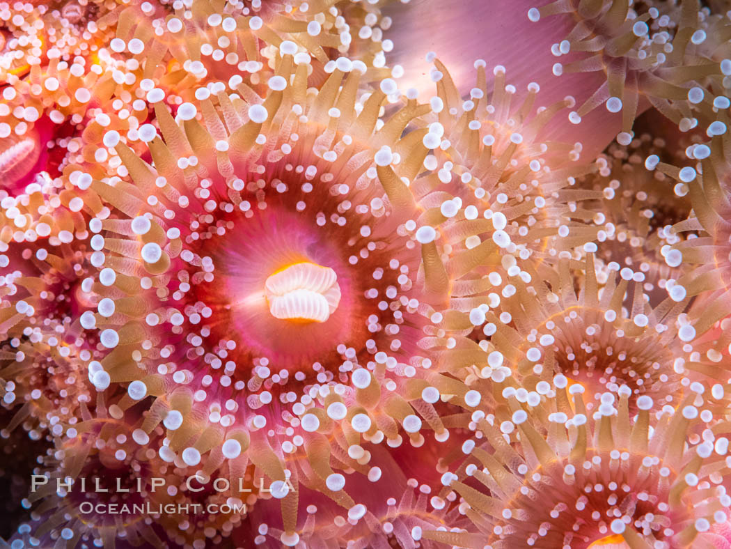 The corallimorph Corynactis californica, similar to both stony corals and anemones, is typified by a wide oral disk and short tentacles that radiate from the mouth.  The tentacles grasp food passing by in ocean currents, Corynactis californica, San Diego, California