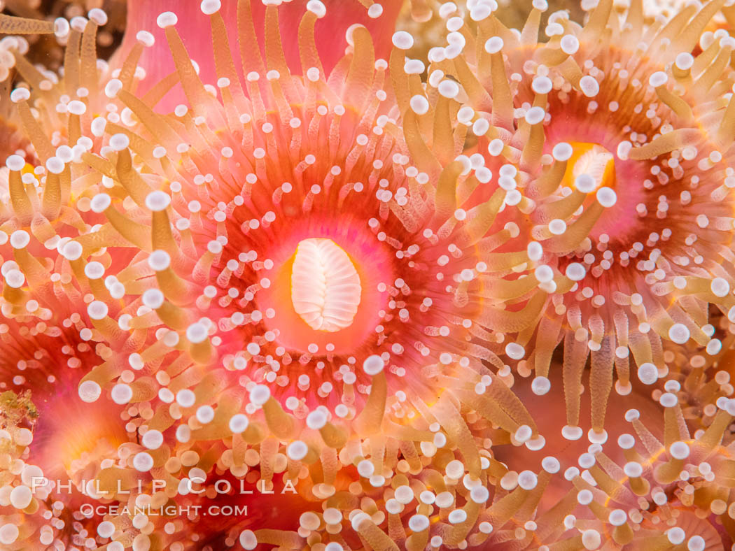 The corallimorph Corynactis californica, similar to both stony corals and anemones, is typified by a wide oral disk and short tentacles that radiate from the mouth.  The tentacles grasp food passing by in ocean currents. San Diego, California, USA, Corynactis californica, natural history stock photograph, photo id 37211