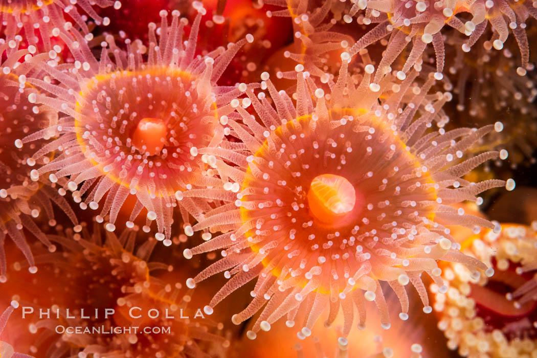 The corallimorph Corynactis californica, similar to both stony corals and anemones, is typified by a wide oral disk and short tentacles that radiate from the mouth. The tentacles grasp food passing by in ocean currents, Corynactis californica, San Diego, California The corallimorph Corynactis californica, similar to both stony corals and anemones, is typified by a wide oral disk and short tentacles that radiate from the mouth. The tentacles grasp food passing by in ocean currents, Corynactis californica, San Diego, California