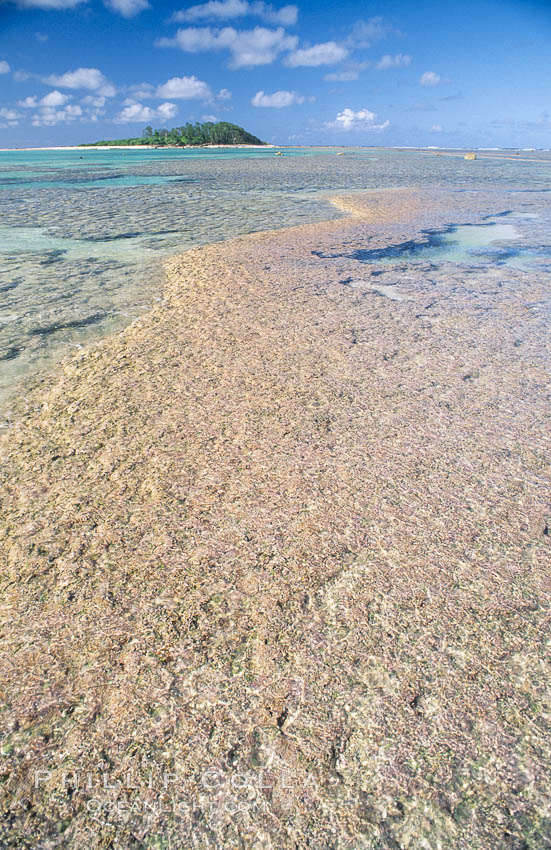 coralline algae reef. Rose Atoll National Wildlife Sanctuary, American Samoa, USA, Porolithon, natural history stock photograph, photo id 00729