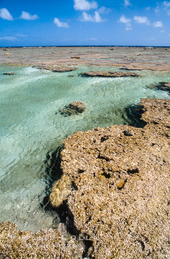 Porolithon coralline algae reef, Rose Atoll, American Samoa. Rose Atoll National Wildlife Sanctuary, USA, natural history stock photograph, photo id 00722