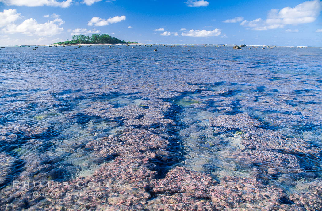 Porolithon coralline algae reef, Rose Atoll, American Samoa. Rose Atoll National Wildlife Sanctuary, USA, natural history stock photograph, photo id 00730