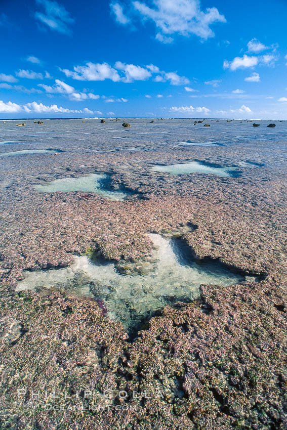 Porolithon coralline algae reef, Rose Atoll, American Samoa. Rose Atoll National Wildlife Sanctuary, USA, natural history stock photograph, photo id 00728