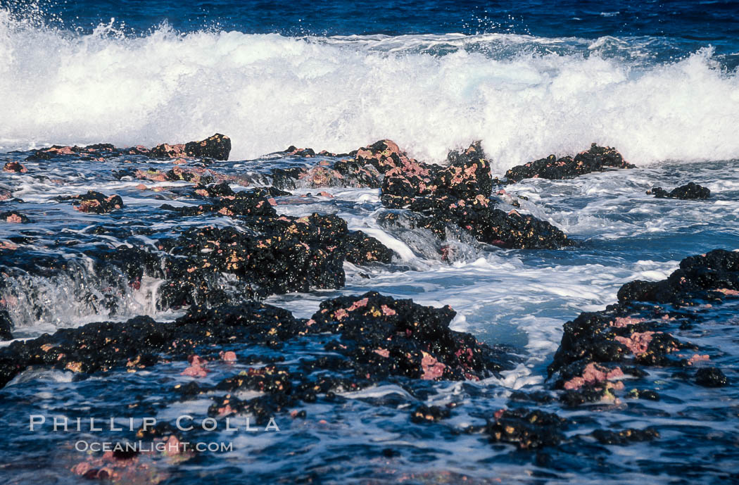 Porolithon coralline algae reef, Rose Atoll, American Samoa. Rose Atoll National Wildlife Sanctuary, USA, natural history stock photograph, photo id 00731