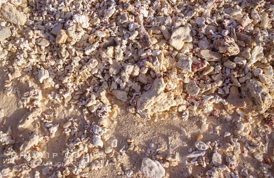 Coralline Rubble Beach Detail, Rose Atoll. Rose Atoll National Wildlife Refuge, American Samoa, USA, natural history stock photograph, photo id 00834