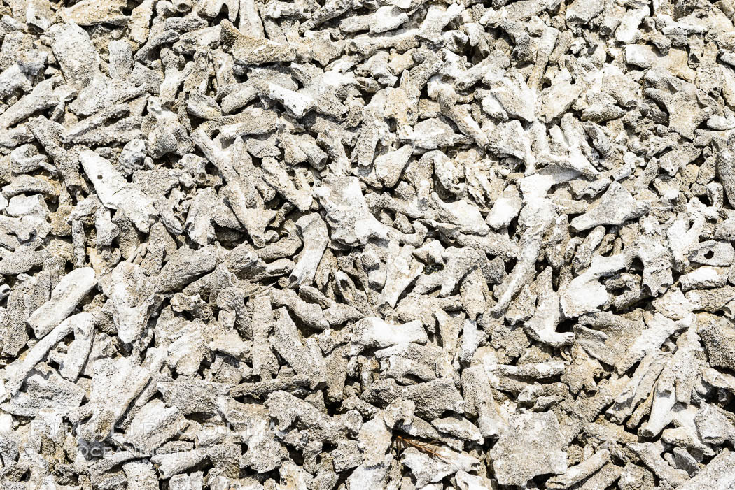 Coralline Rubble Forms the Beach at Clipperton Island. France, natural history stock photograph, photo id 33094