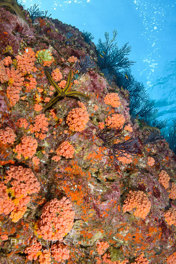 Corals and Gorgonians on Rocky Reef, Los Islotes, Sea of Cortez. Baja California, Mexico, natural history stock photograph, photo id 32587