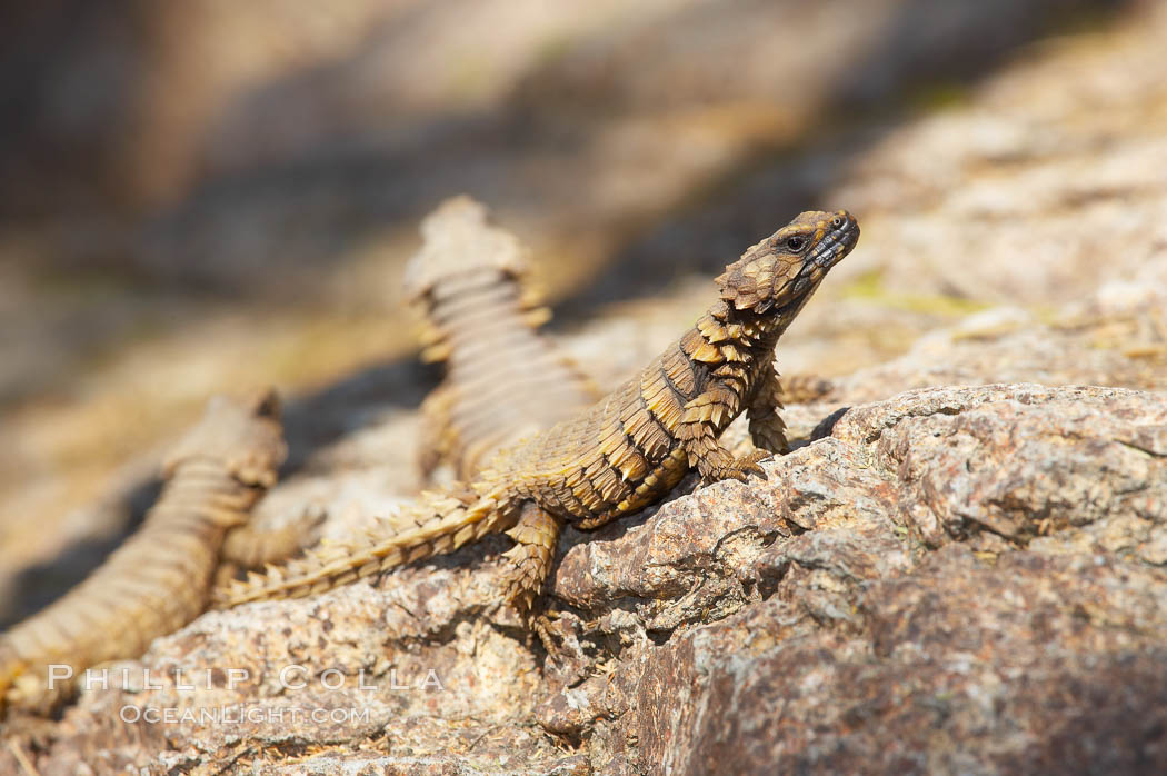 Armadillo lizard., Cordylus cataphractus, natural history stock photograph, photo id 12745