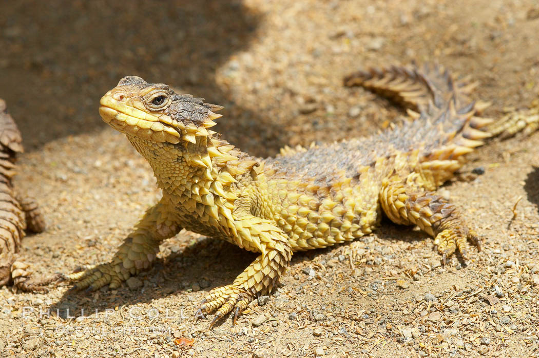 Sungazer lizard., Cordylus giganteus, natural history stock photograph, photo id 12556
