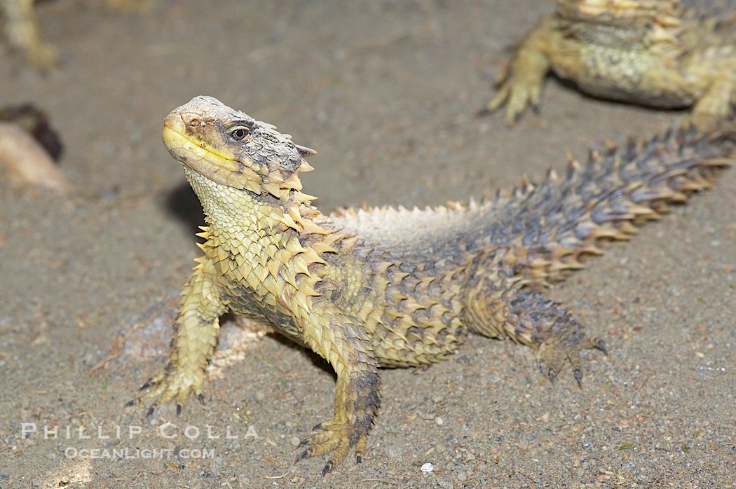 Sungazer lizard., Cordylus giganteus, natural history stock photograph, photo id 12739