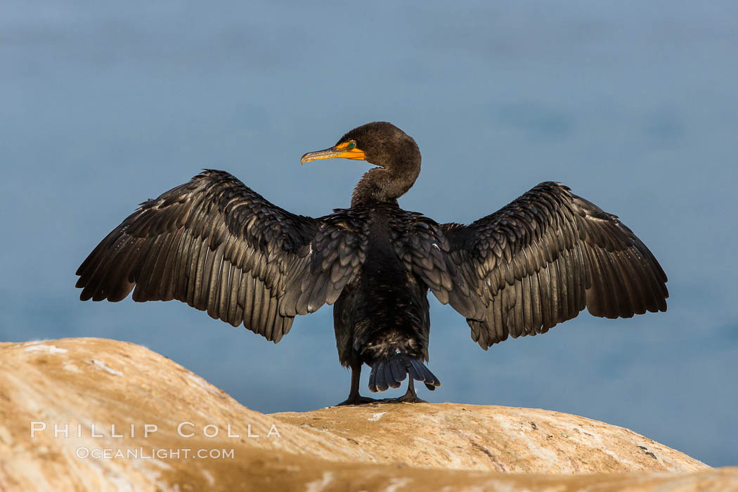 Double-crested cormorant drys its wings in the sun following a morning of foraging in the ocean, La Jolla cliffs, near San Diego. California, USA, Phalacrocorax auritus, natural history stock photograph, photo id 28015