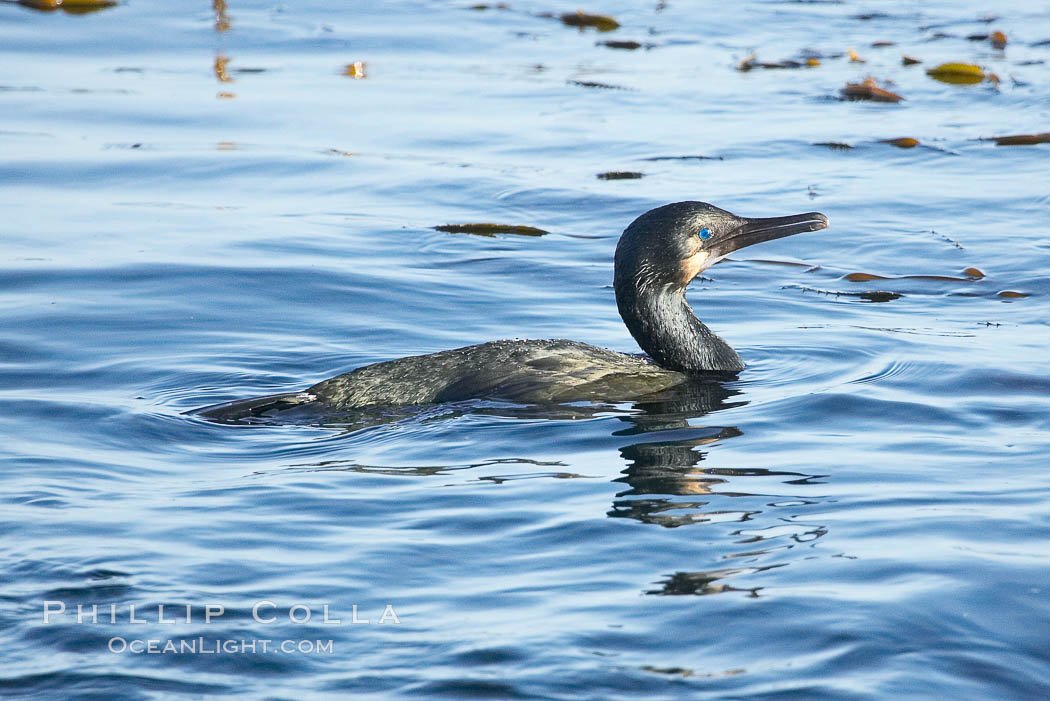 Cormorant.  Monterey. California, USA, natural history stock photograph, photo id 14920