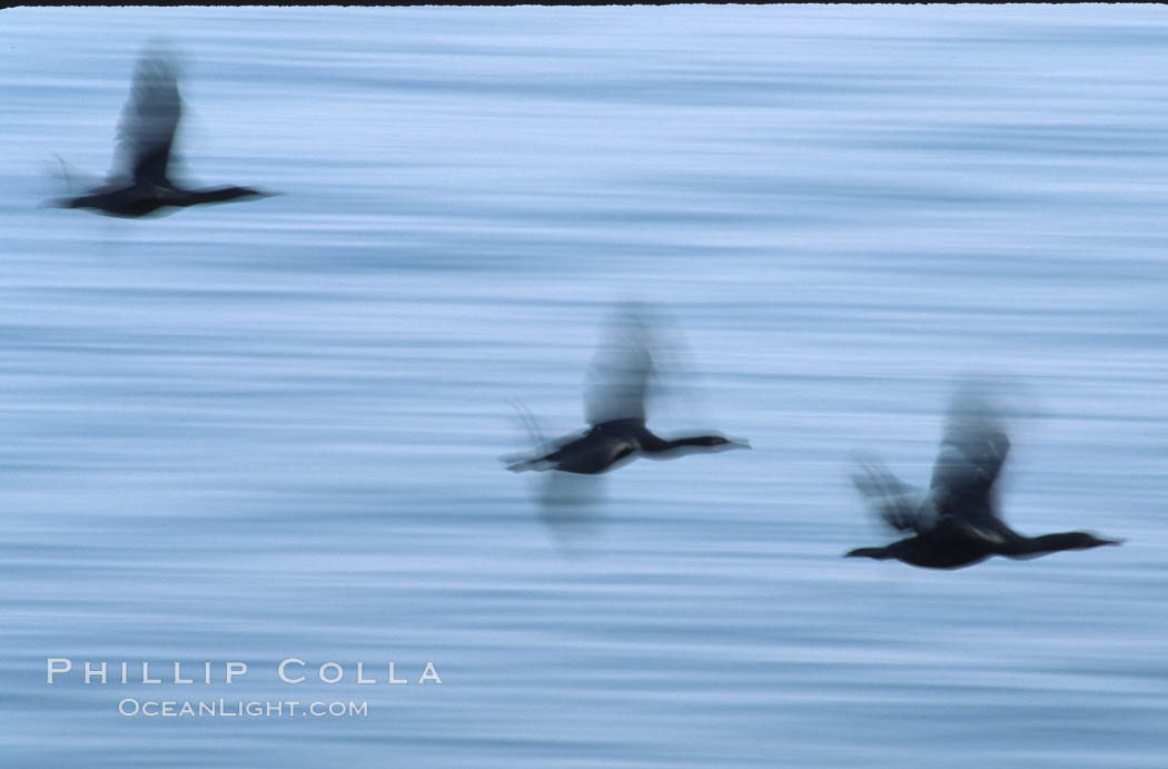 Cormorants in flight. California, USA, natural history stock photograph, photo id 02422