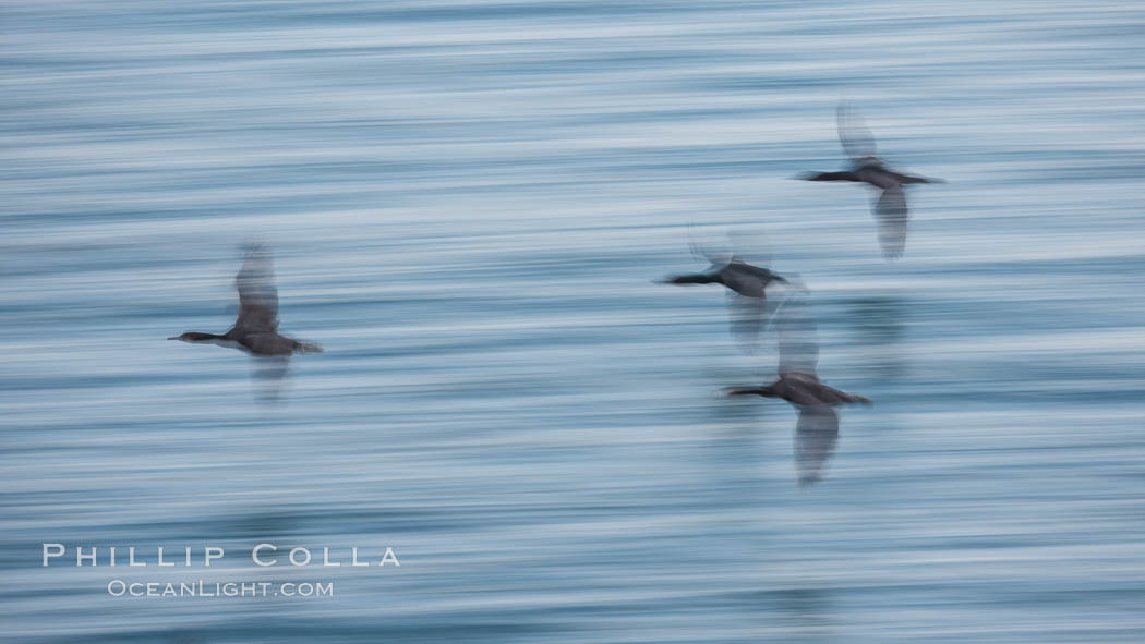 Cormorants in flight, wings blurred by time exposure. La Jolla, California, USA, Phalacrocorax auritus, natural history stock photograph, photo id 30163