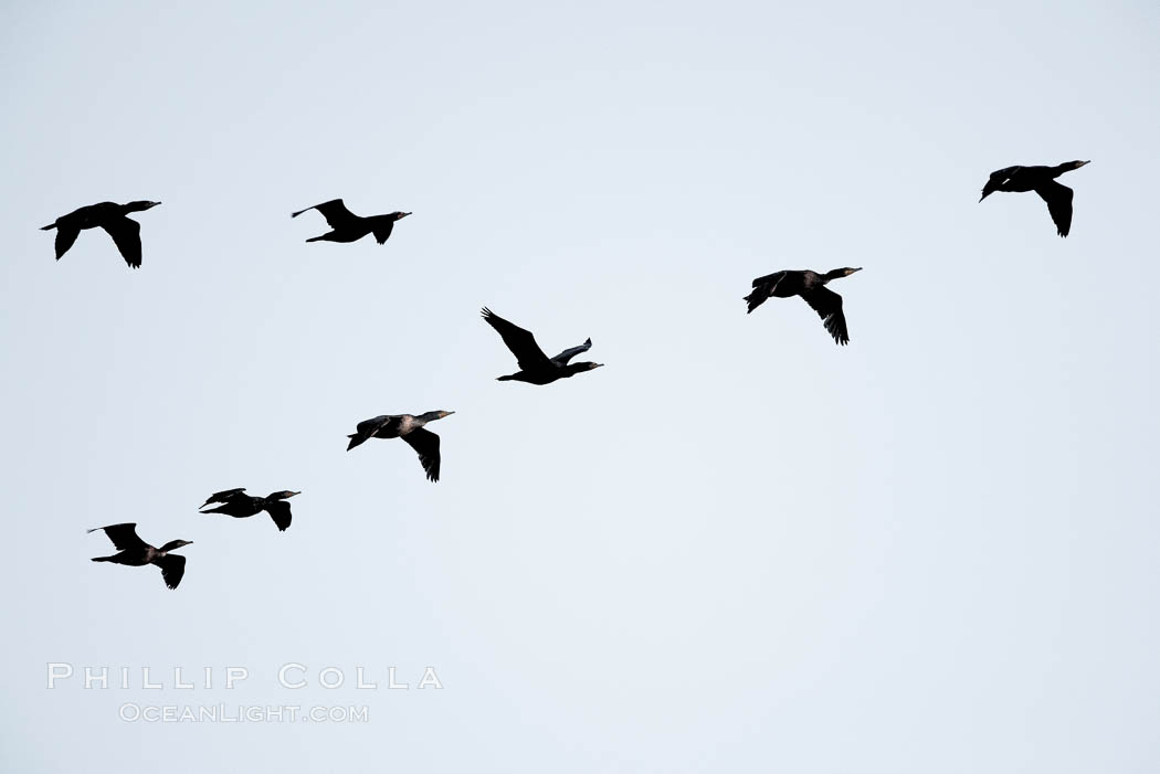 Cormorants flying. Batiquitos Lagoon, Carlsbad, California, USA, natural history stock photograph, photo id 18557