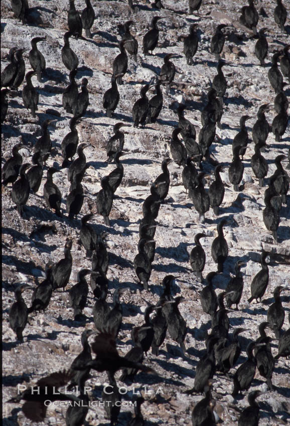 Cormorant colony, Coronado Islands, Mexico. Coronado Islands (Islas Coronado), Baja California, Phalacrocorax, natural history stock photograph, photo id 05786