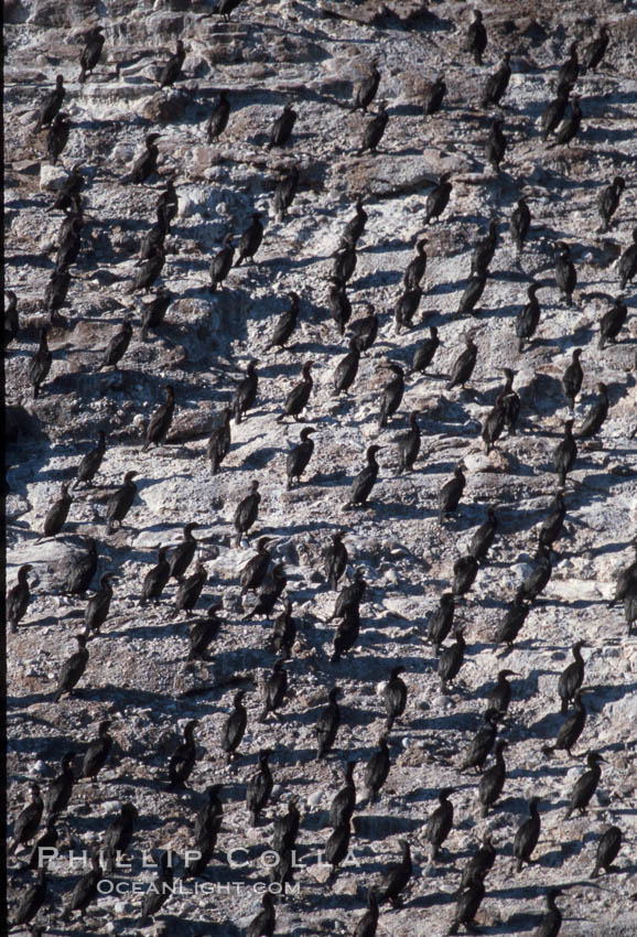 Cormorant colony, Coronado Islands, Mexico. Coronado Islands (Islas Coronado), Baja California, Phalacrocorax, natural history stock photograph, photo id 05784