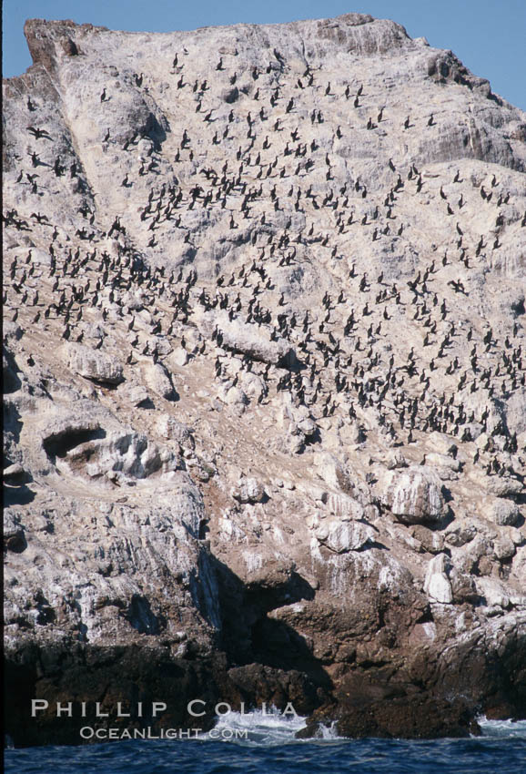 Cormorant colony, Coronado Islands, Mexico. Coronado Islands (Islas Coronado), Baja California, Phalacrocorax, natural history stock photograph, photo id 05787