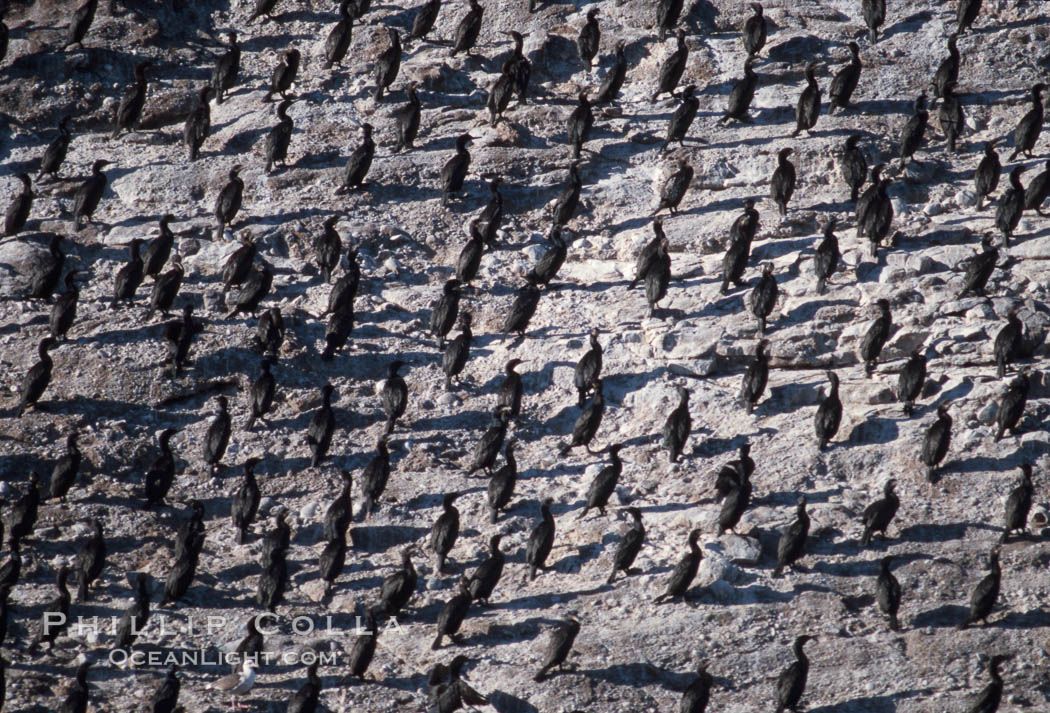 Cormorant colony, Coronado Islands, Mexico. Coronado Islands (Islas Coronado), Baja California, Phalacrocorax, natural history stock photograph, photo id 05783