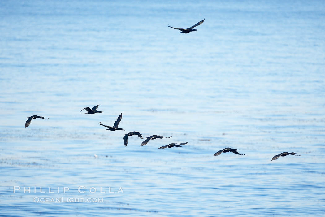 Cormorants flight together over the ocean. La Jolla, California, USA, Phalacrocorax, natural history stock photograph, photo id 19955