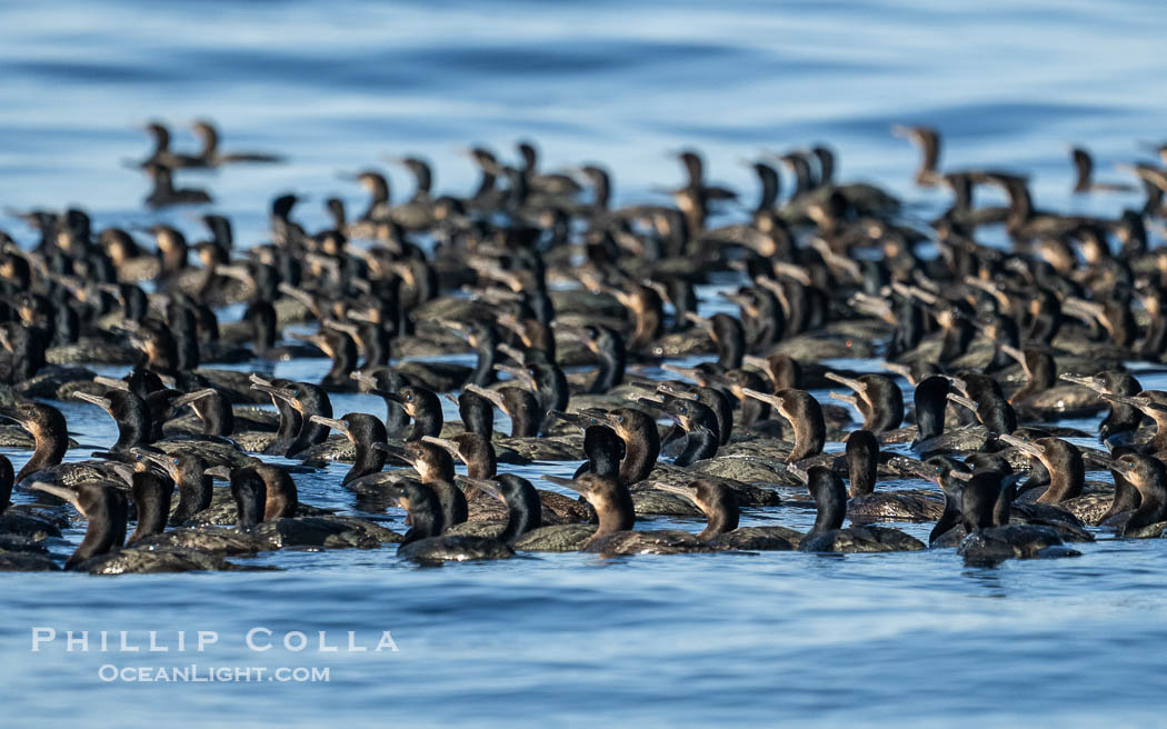 Cormorants Rafting on the Ocean., Sterna maxima, Thalasseus maximus, natural history stock photograph, photo id 41514