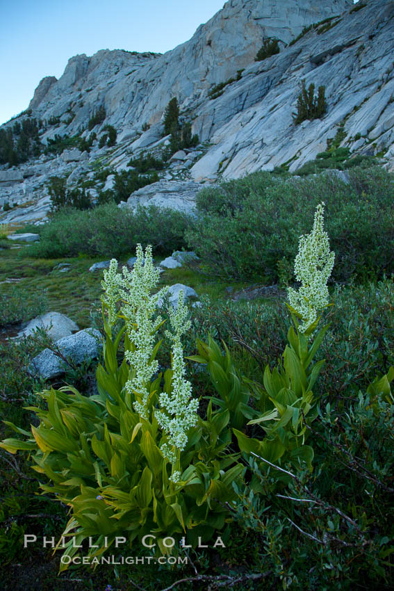 Corn lily blooms near Vogelsang Lake, in shade at sunrise. Yosemite National Park, California, USA, Veratrum californicum, natural history stock photograph, photo id 25762