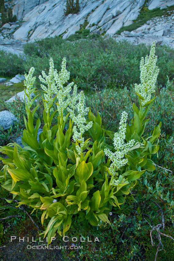 Corn lily blooms near Vogelsang Lake, in shade at sunrise. Yosemite National Park, California, USA, Veratrum californicum, natural history stock photograph, photo id 25770