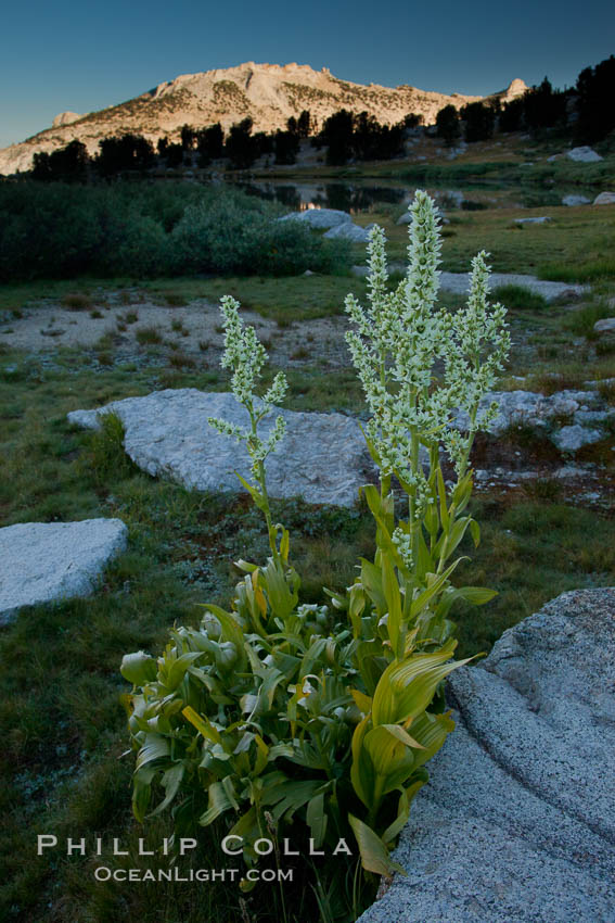 Corn lily blooms near Vogelsang Lake, in shade at sunrise. Yosemite National Park, California, USA, Veratrum californicum, natural history stock photograph, photo id 25768