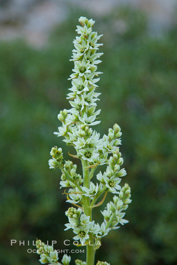 Corn lily blooms near Vogelsang Lake, in shade at sunrise. Yosemite National Park, California, USA, Veratrum californicum, natural history stock photograph, photo id 25776