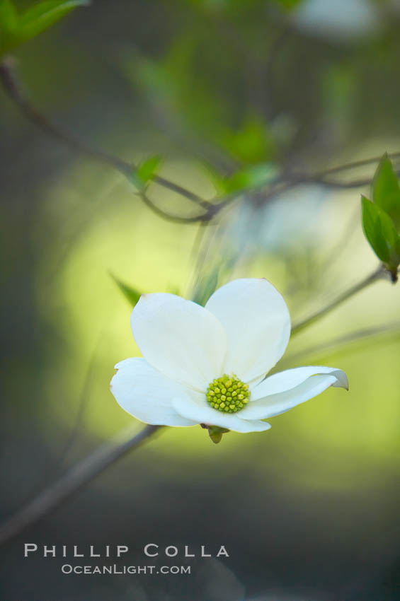 Mountain dogwood, or Pacific dogwood, Yosemite Valley. Yosemite National Park, California, USA, Cornus nuttallii, natural history stock photograph, photo id 12672