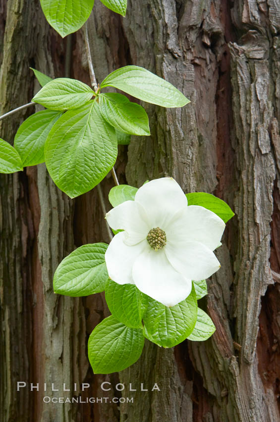 Mountain dogwood, or Pacific dogwood, Yosemite Valley. Yosemite National Park, California, USA, Cornus nuttallii, natural history stock photograph, photo id 12696