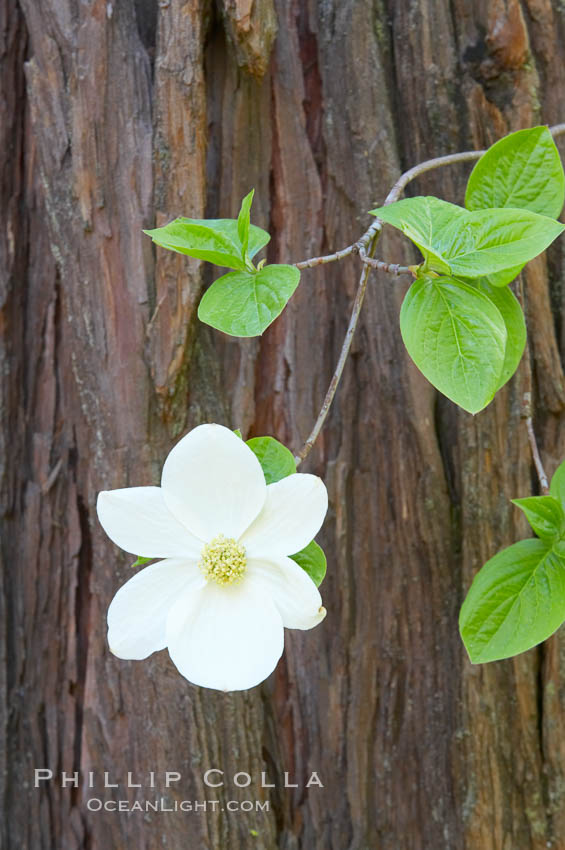 Mountain dogwood, or Pacific dogwood, Yosemite Valley. Yosemite National Park, California, USA, Cornus nuttallii, natural history stock photograph, photo id 12693