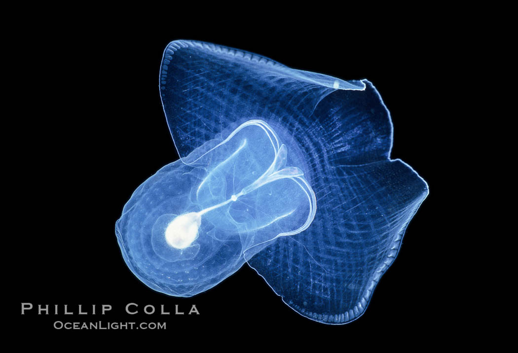Pelagic opisthobranch or pteropod (wing foot), open ocean. San Diego, California, USA, Corolla calceola, natural history stock photograph, photo id 02490
