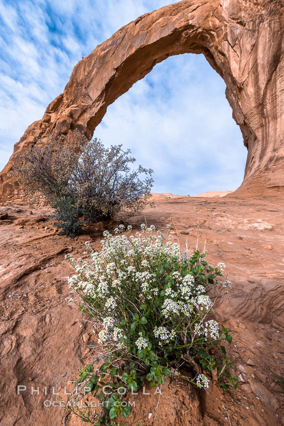 Corona Arch, Moab. Utah, USA, natural history stock photograph, photo id 37870