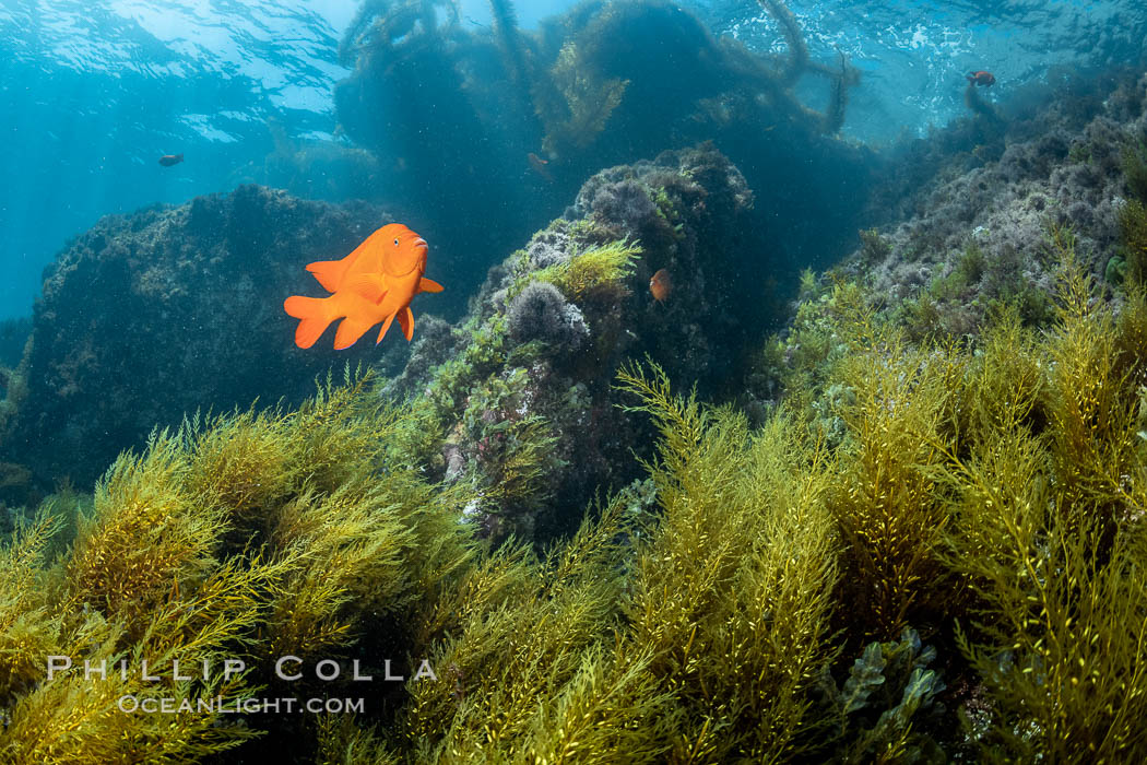 Coronado Islands Underwater Reefscape, various algae on rocky reef. Coronado Islands (Islas Coronado), Baja California, Mexico, natural history stock photograph, photo id 37046