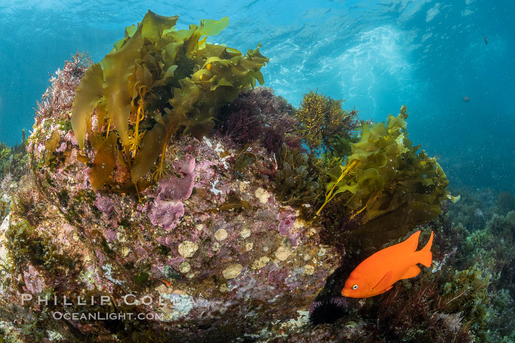 Coronado Islands Underwater Reefscape, various algae on rocky reef. Coronado Islands (Islas Coronado), Baja California, Mexico, natural history stock photograph, photo id 37048