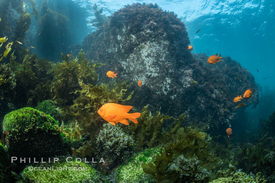 Coronado Islands Underwater Reefscape, various algae on rocky reef. Coronado Islands (Islas Coronado), Baja California, Mexico, natural history stock photograph, photo id 37052