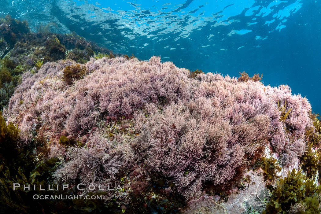 Coronado Islands Underwater Reefscape, various algae on rocky reef. Coronado Islands (Islas Coronado), Baja California, Mexico, natural history stock photograph, photo id 37047