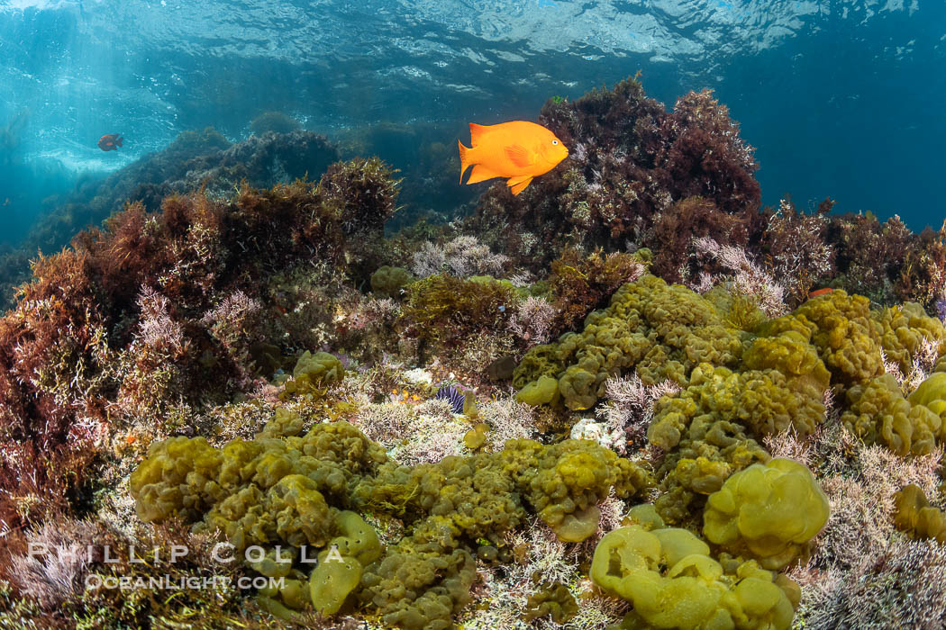Coronado Islands Underwater Reefscape, various algae on rocky reef., natural history stock photograph, photo id 37045
