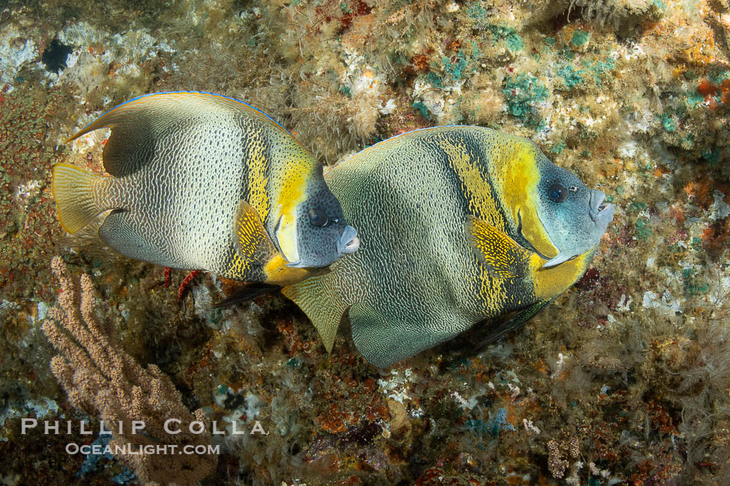 Cortez Angelfish, Pomacanthus zonipectus, Isla Angel de la Guarda, Sea of Cortez, Mexico, Pomacanthus zonipectus Cortez Angelfish, Pomacanthus zonipectus, Isla Angel de la Guarda, Sea of Cortez, Mexico, Pomacanthus zonipectus