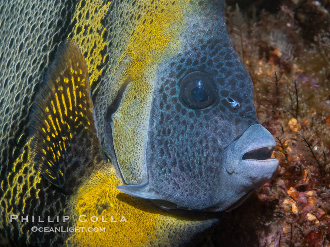 Cortez Angelfish, Pomacanthus zonipectus, Isla Angel de la Guarda, Sea of Cortez, Mexico, Pomacanthus zonipectus Cortez Angelfish, Pomacanthus zonipectus, Isla Angel de la Guarda, Sea of Cortez, Mexico, Pomacanthus zonipectus