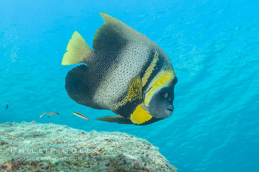 Cortez Angelfish, Pomacanthus zonipectus, Sea of Cortez, Mexico. Isla San Francisquito, Baja California, Pomacanthus zonipectus, natural history stock photograph, photo id 33636
