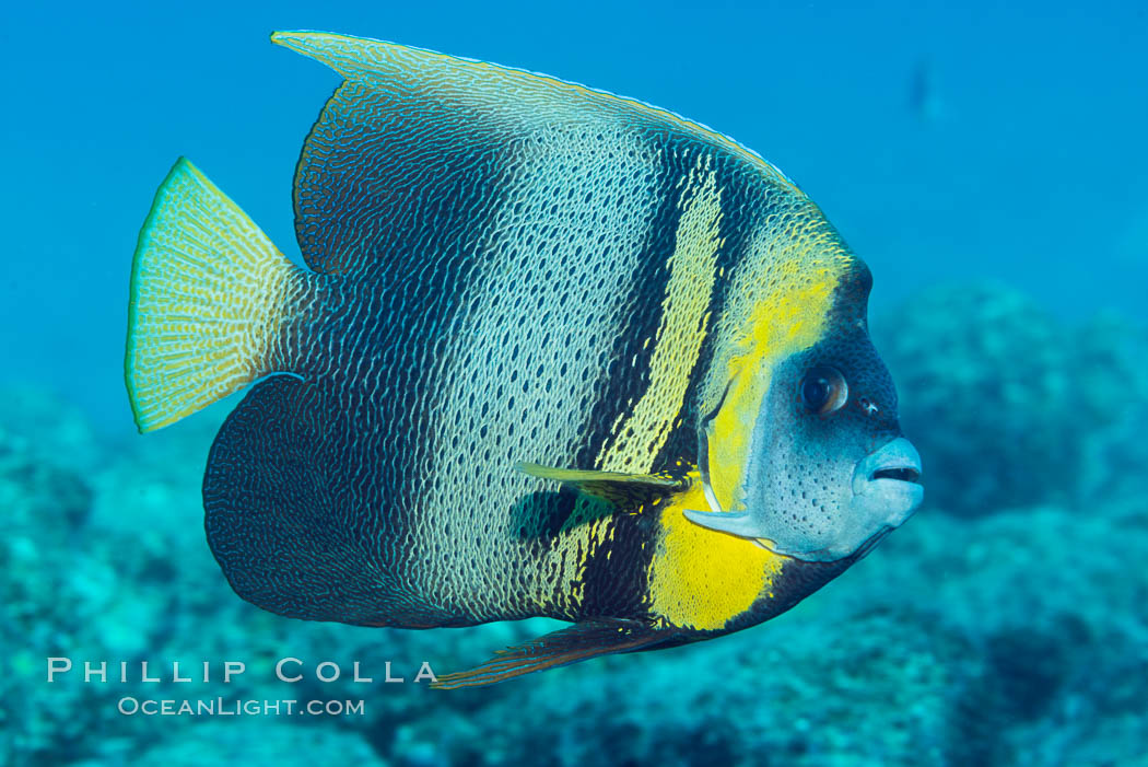 Cortez Angelfish, Pomacanthus zonipectus, Sea of Cortez, Mexico. Punta Alta, Baja California, natural history stock photograph, photo id 33728