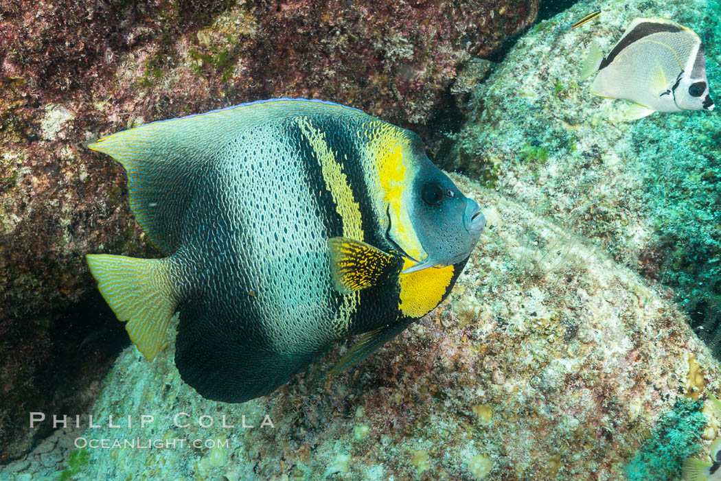 Cortez Angelfish, Pomacanthus zonipectus, Sea of Cortez, Mexico. Isla San Francisquito, Baja California, natural history stock photograph, photo id 33637