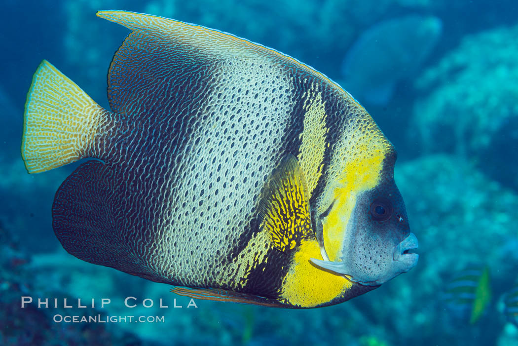 Cortez Angelfish, Pomacanthus zonipectus, Sea of Cortez, Mexico. Punta Alta, Baja California, Pomacanthus zonipectus, natural history stock photograph, photo id 33729
