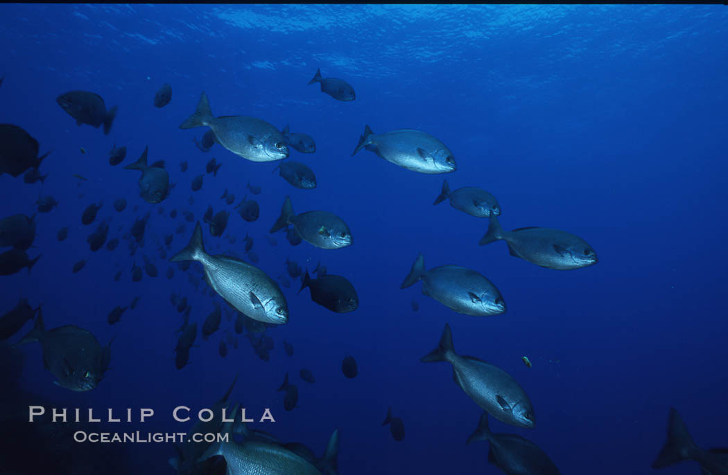 Cortez chubb. Guadalupe Island (Isla Guadalupe), Baja California, Mexico, Kyphosus elegans, natural history stock photograph, photo id 06182
