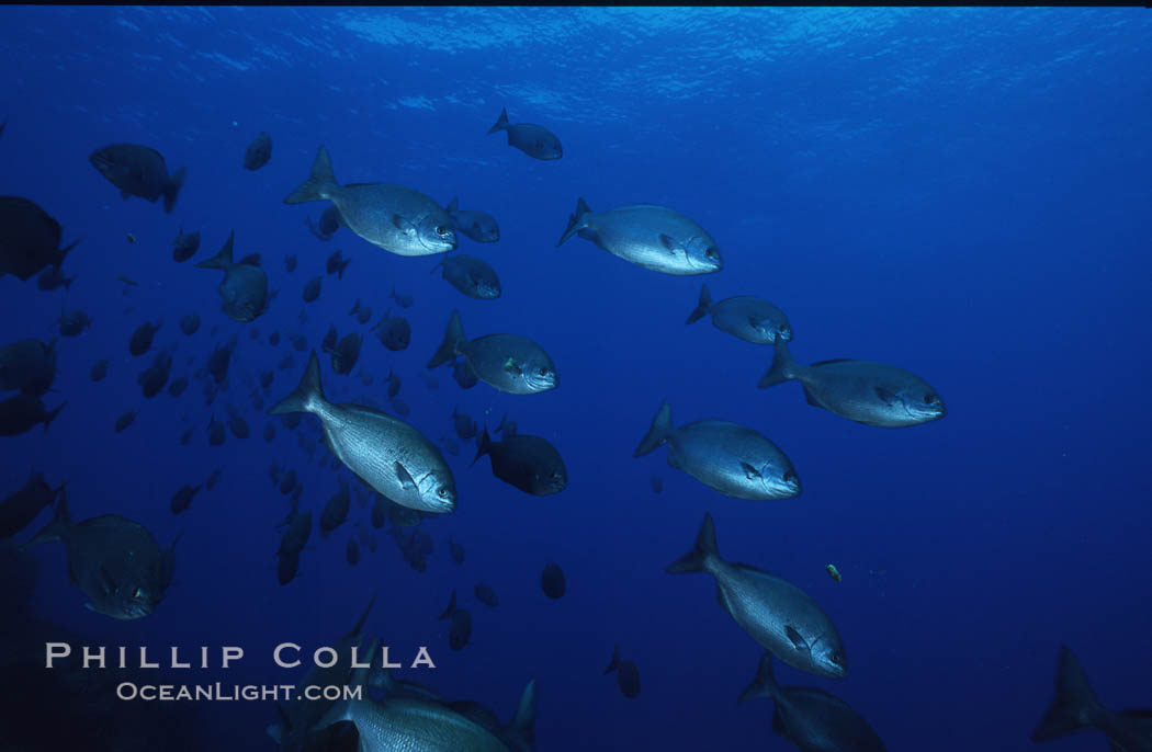 Cortez chubb. Guadalupe Island (Isla Guadalupe), Baja California, Mexico, Kyphosus elegans, natural history stock photograph, photo id 06182