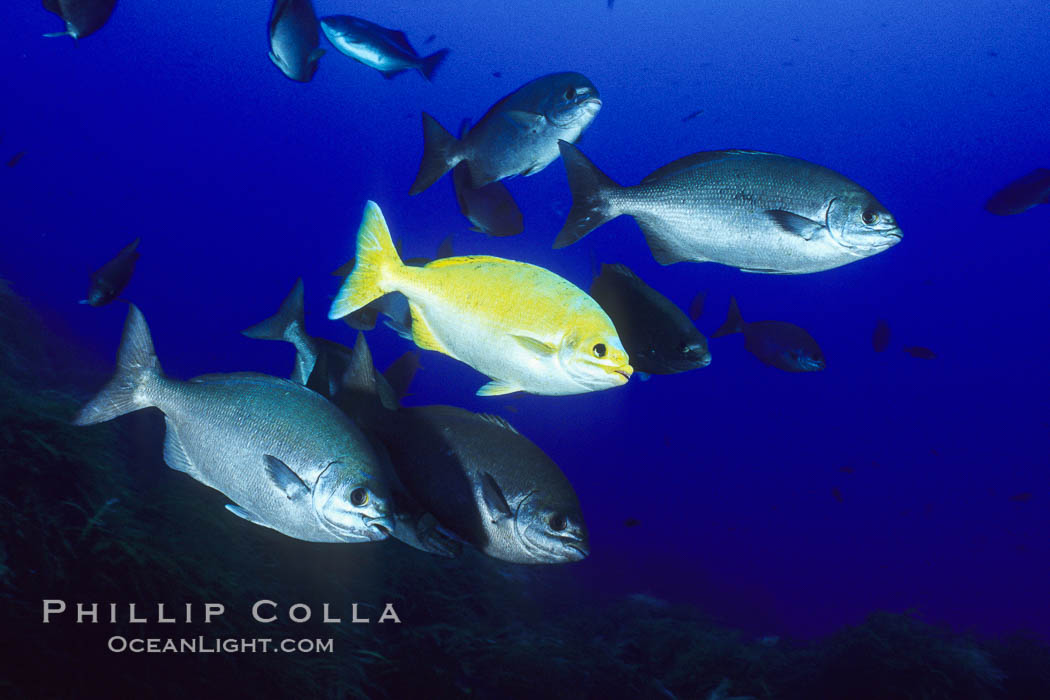 Cortez chubb including golden phase. Guadalupe Island (Isla Guadalupe), Baja California, Mexico, Kyphosus elegans, natural history stock photograph, photo id 06179