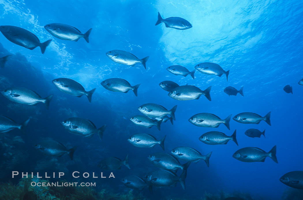 Cortez chubb. Guadalupe Island (Isla Guadalupe), Baja California, Mexico, Kyphosus elegans, natural history stock photograph, photo id 06185