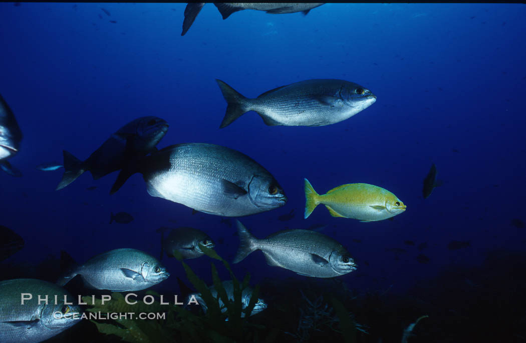 Cortez chubb including golden phase. Guadalupe Island (Isla Guadalupe), Baja California, Mexico, Kyphosus elegans, natural history stock photograph, photo id 06180